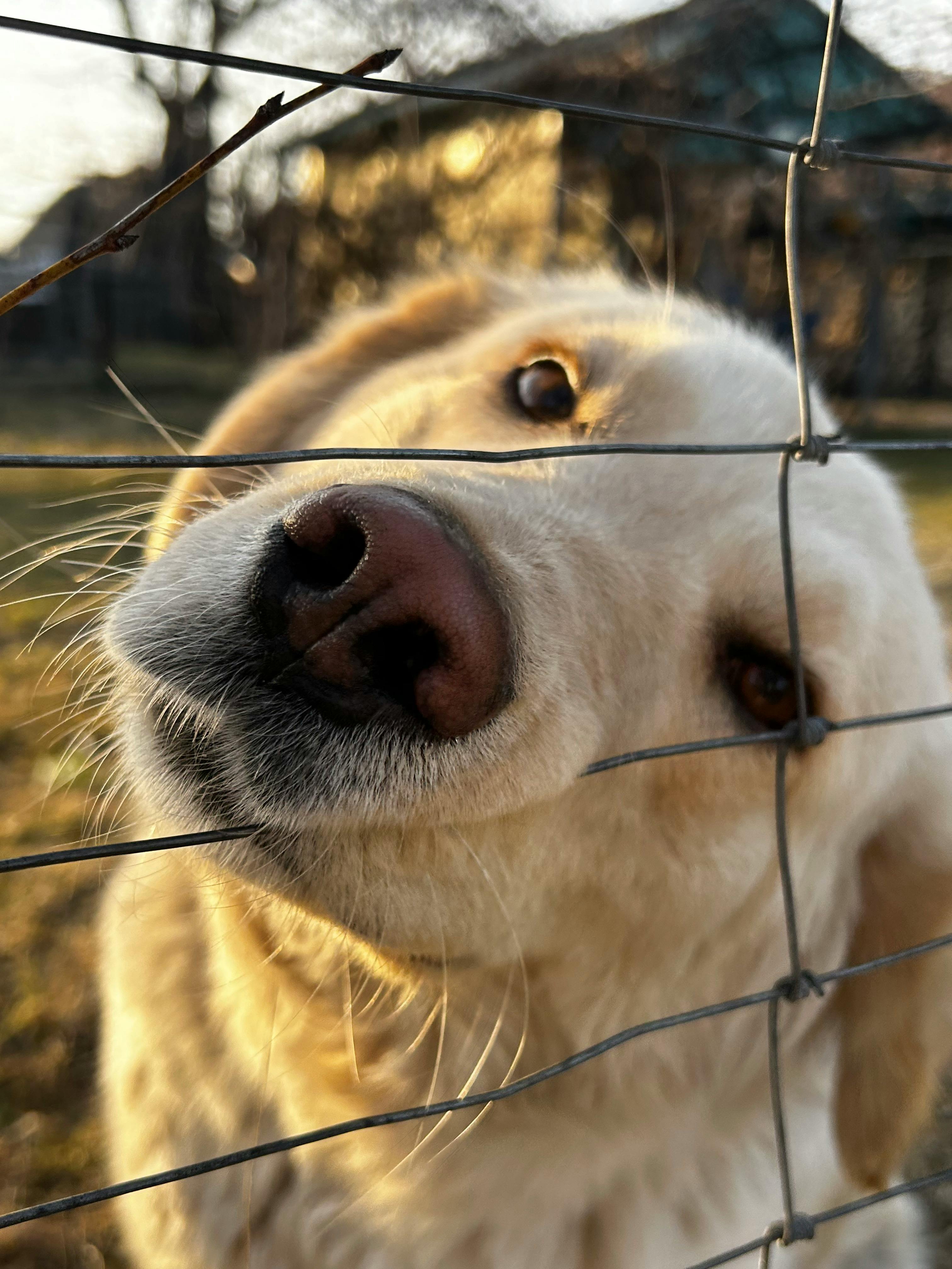 Dog Waste Removal Service